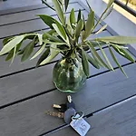 Luxury Nicole 2 Apartamento *